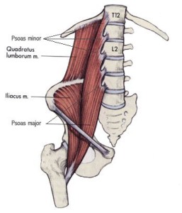 iliopsoas5