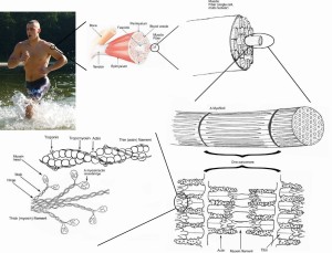 Skeletal_muscle