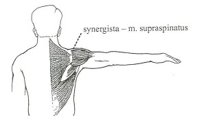 synergista