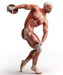 musclemen