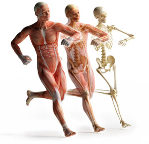 anatomy, muscles