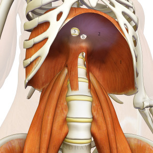 Iliopsoas