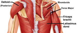 Back muscles