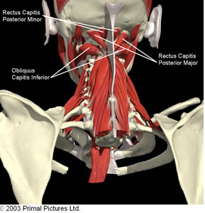 rotator_muscle_stretch