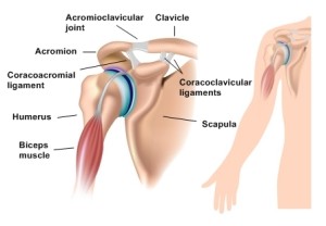 Shoulder anatomy with acromioclavicular joint, eps10