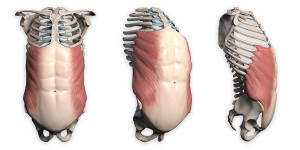 External-Oblique-Anatomy-for-Artists