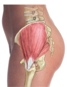 gluteus medius