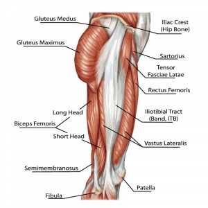 Tensor Fascia latae