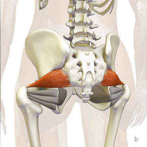 w583h583_349055-the-daily-bandha-the-piriformis-muscle-and-yoga-part-i