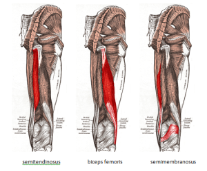 the-hamstrings-300x249
