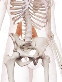 Quadratus