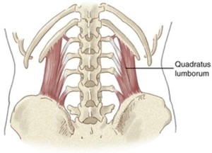 Quadratus lumborum