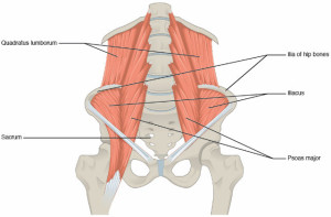 quadratus-lumborum-muscles