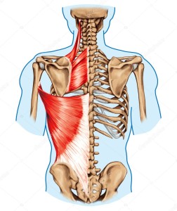 latissimus dorsi
