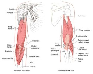 triceps biceps