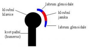 labrum
