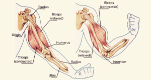 biceps