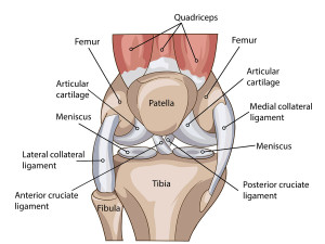 anatomie kolene